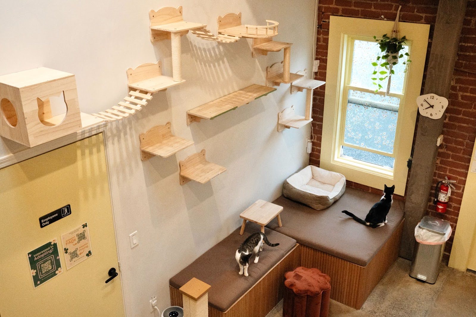 nabi cat cafe santa clara